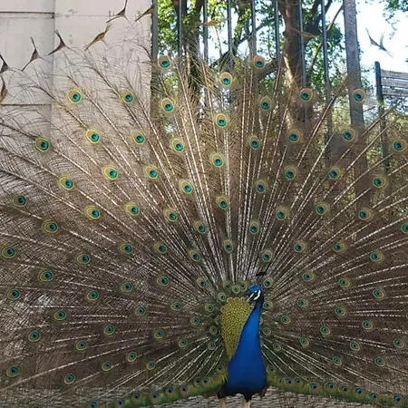 Апартаменты Caldas Da Rainha's & White